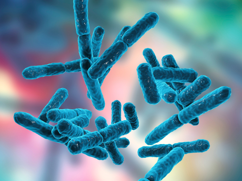 Bifidobacterium longum