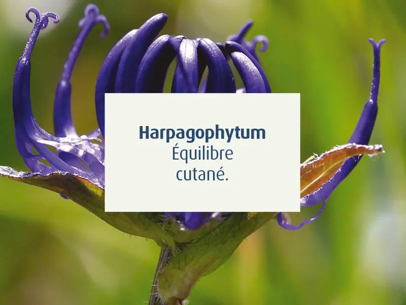 novalcica-cicatrisant-naturel-cicatrice-chirurgie-esthetique-harpagophytum-peau-novalturel