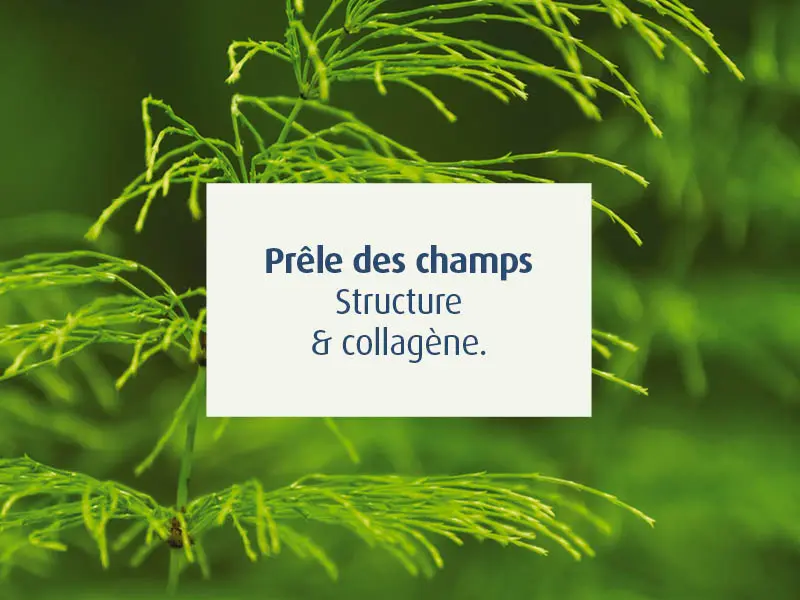 novalcica-cicatrisant-naturel-cicatrice-chirurgie-esthetique-prele-champs-peau-novalturel