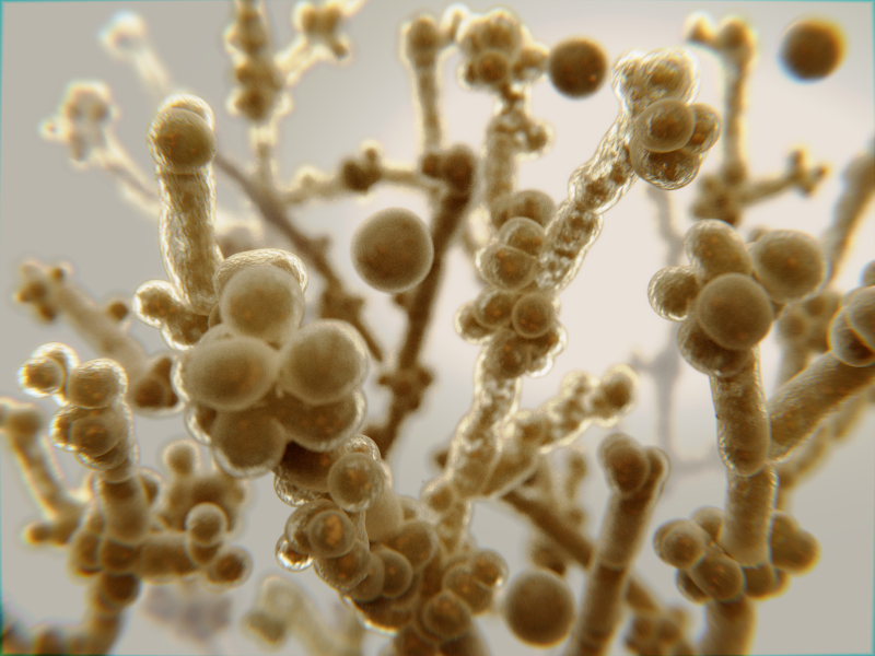 Candidose intestinale _ les tests sont ils vraiment fiables