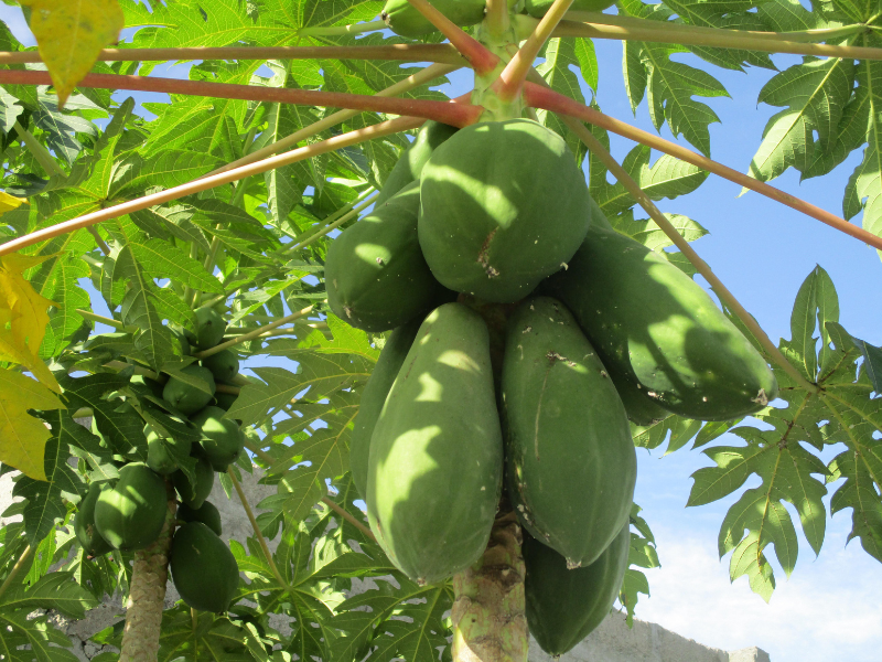 Papaye