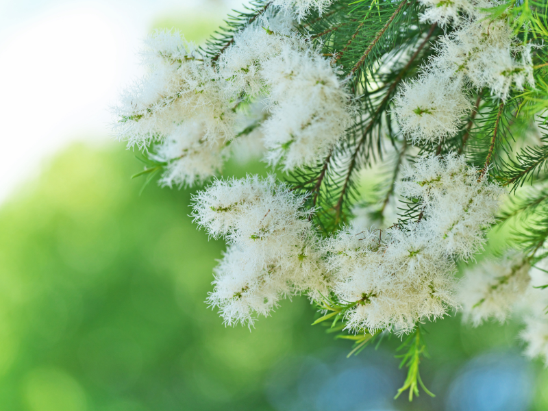 Tea tree