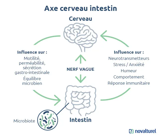 axe-intestin-cerveau-novalturel-troubles-psychiques-stress-anxiete-humeur-moral-equilibre-microbien-novalturel