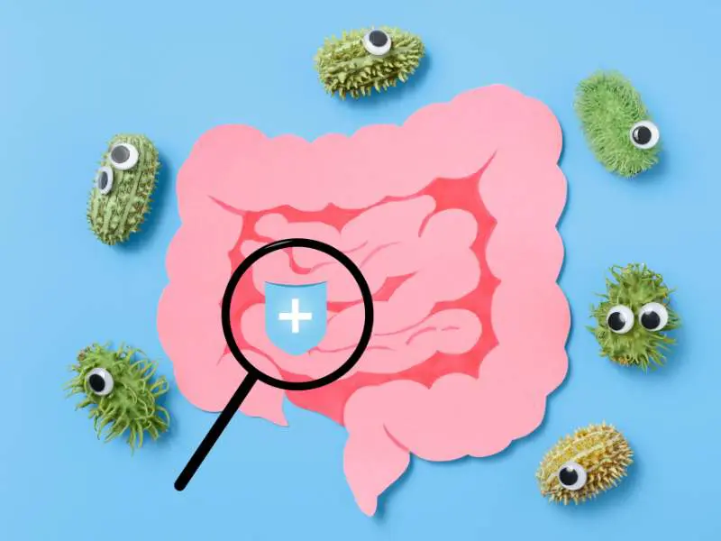 Qu’est-ce que la candidose intestinale ? candidose intestinale test - candida albicans - novalturel