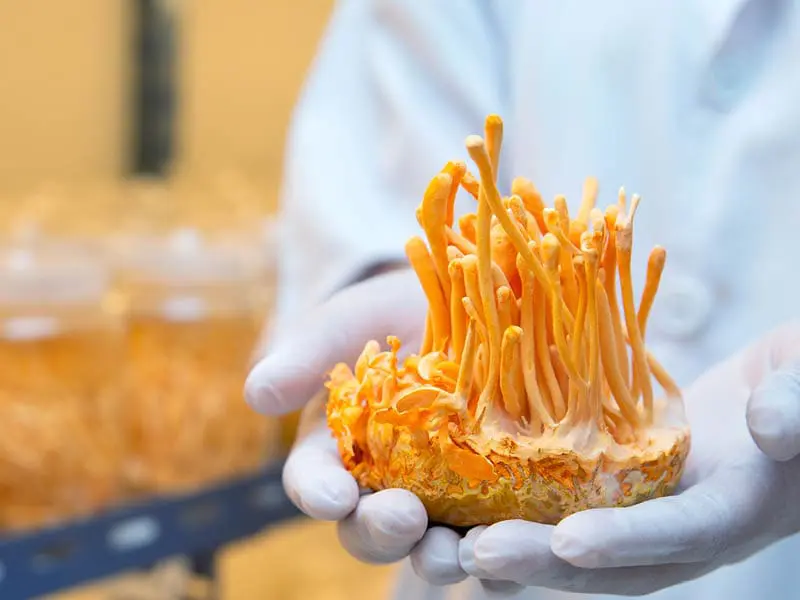 cordyceps - anti-stress - forme - vitalité - tonifiant-naturel - novalform novaltera