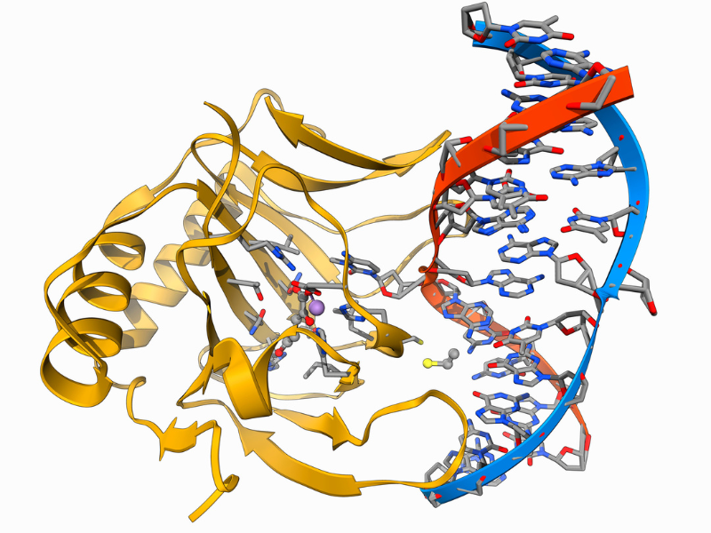 enzyme protéolytique