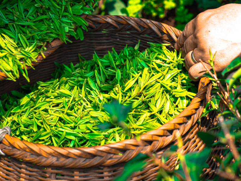 feuilles Tea tree