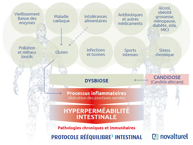 novalturel-permeabilite-intestinale hyperpermeabilite-intestinale-dysbiose