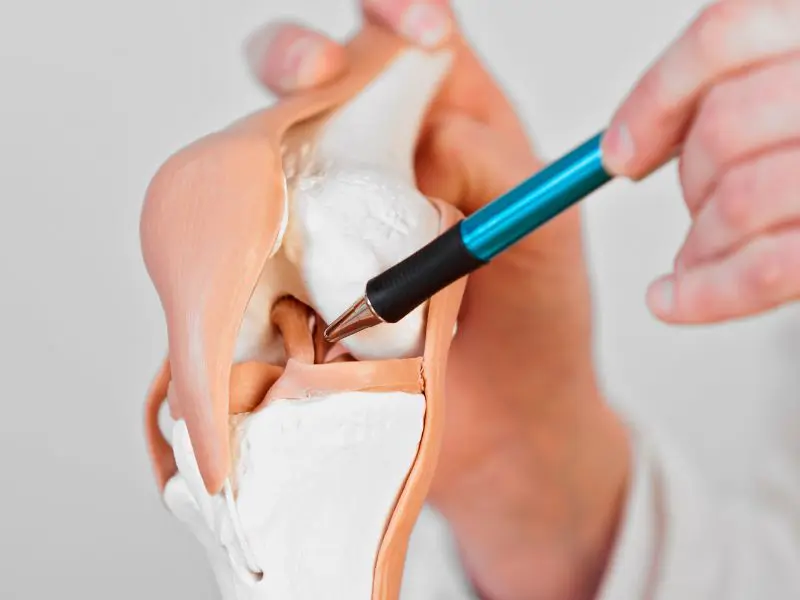 musculation-arthrose-cartilage-paroles-expert-drCascua-novalturel
