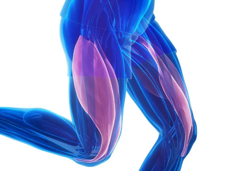 musculation-arthrose-muscle-cartilage-paroles-expert-drCascua-novalturel