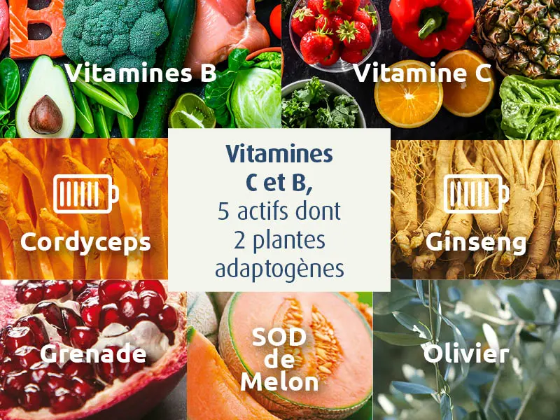 novalform-vitamlines-B-C-ginseng-cordyceps-grenade-sod-melon-olivier-vitalite-anti-fatigue-novalturel