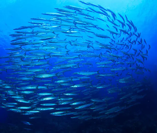 novalmega-omega-3-cerveau-vision-cœur-pre-post-natal-novalturel