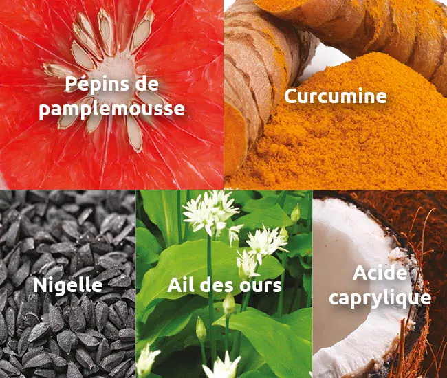 novalpur-purifier-intestin-pepin-pamplemousse-curcumine-nigel-ail-ours-acide-caprylique-novalturel