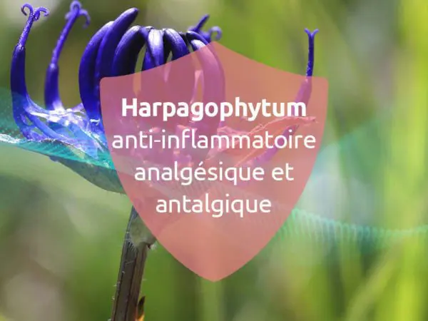 novaltera-cicatrisant-naturel-cicatrice-chirurgie-esthetique-harpagophytum-peau