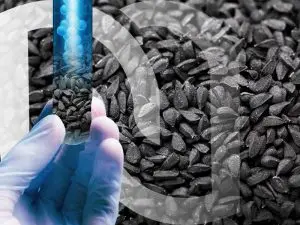 novaltera-Nigelle-antioxydant-antifongique-analgesique-anti-inflammatoire-novalpur Nigelle novalturel-cumin-noir-antioxydant-antifongique-analgesique-anti-inflammatoire-novalpur