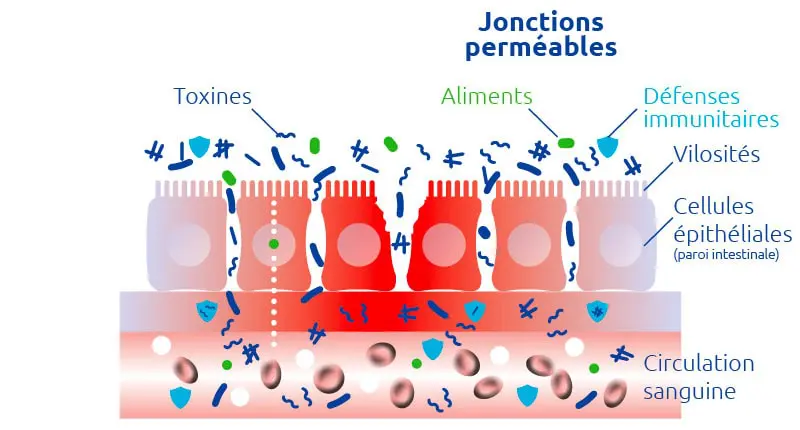 novaltera-permeabilite-intestinale-jonctions-permeables