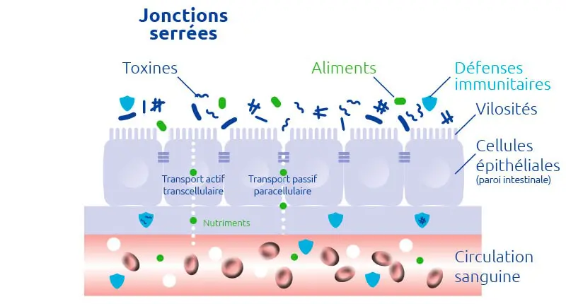 novaltera-permeabilite-intestinale-jonstions-serrees