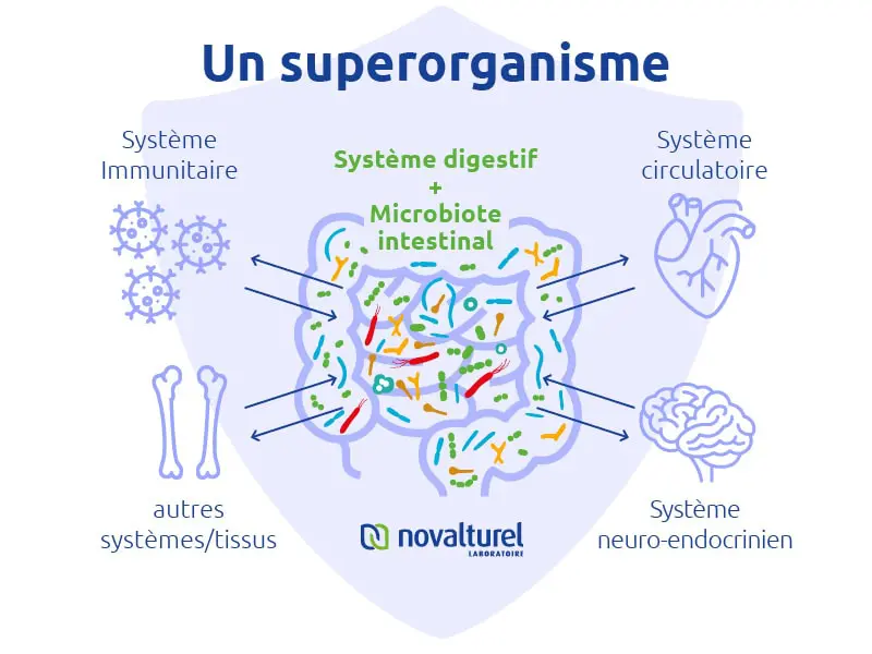 Complements alimentaires hyperpermeabilite intestinale : Novalbiote par Novalturel