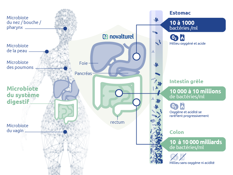 shéma novalturel-microbiote-syteme-digestif