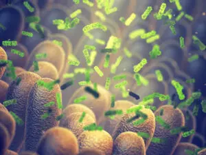 novalzen-probiotique-lactobacillus-rhmanosus-equilibre-flore-intestinale novalzen-probiotique-lactobacillus-rhmanosus-equilibre-flore-intestinale
