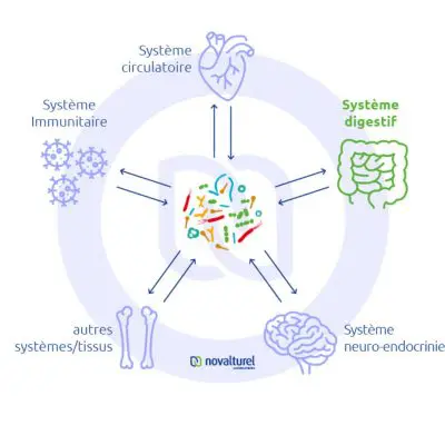 troubles intestinaux digestifs perméabilité intestinale intestin irritable