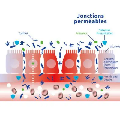 troubles intestinaux digestifs perméabilité intestinale intestin irritable
