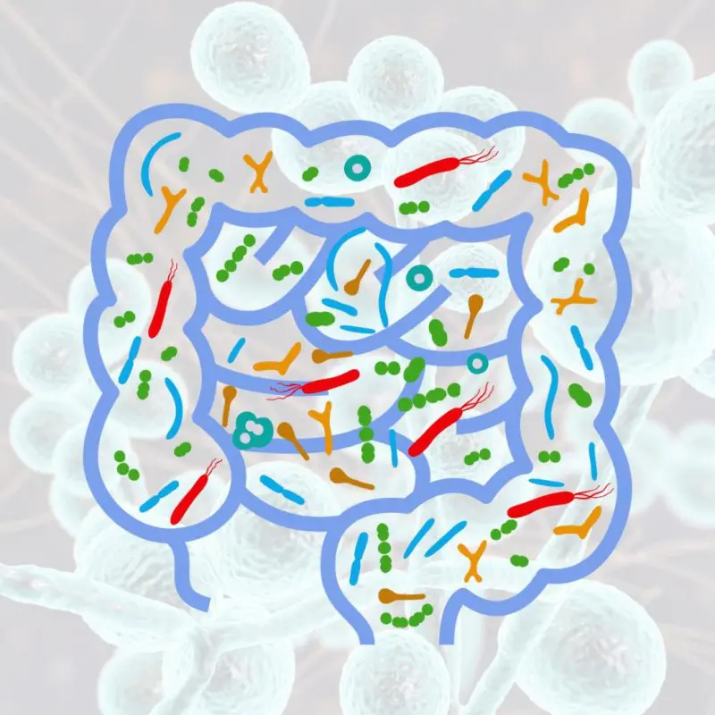 troubles intestinaux intestin irritable candida albicans acide caprylique traitement candidose