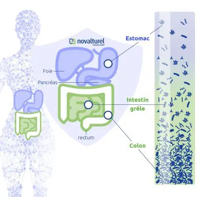 troubles intestinaux digestifs perméabilité intestinale intestin irritable microbiote