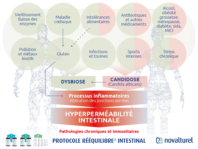 novalturel-permeabilite-hyperpermeabilite-intestinale-dysbiose-candidose