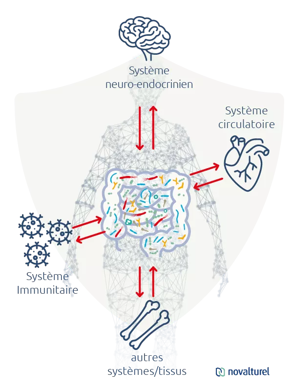 novalturel-permeabilite-intestinale-hyperpermeabilite-traitement-naturel-dysbiose-intestinale