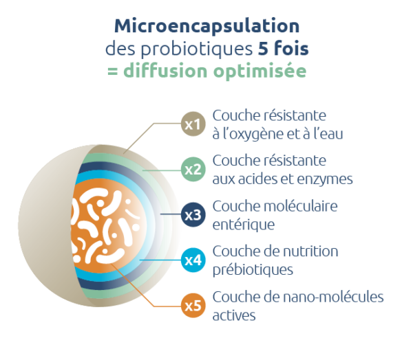 probiotiques-microencapsulation-5-fois-diffusion-optimale-novalturel-Bifidobacterium longum