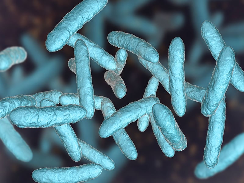 Lactobacillus Plantarum - L.plantarum troubles intestinaux flore-intestinale-lutte-dysbiose-novalbiote-complement-alimentaire-naturel-novalturel