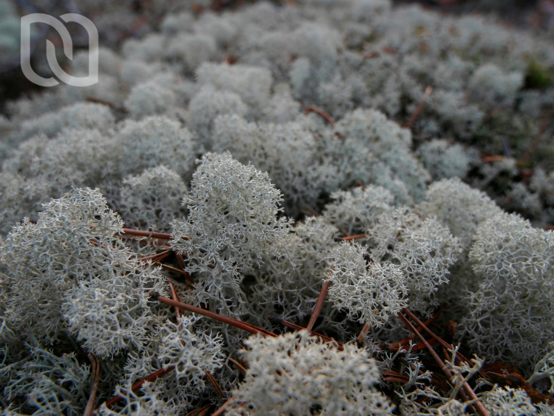 Lichen Boreal Lichen Boreal