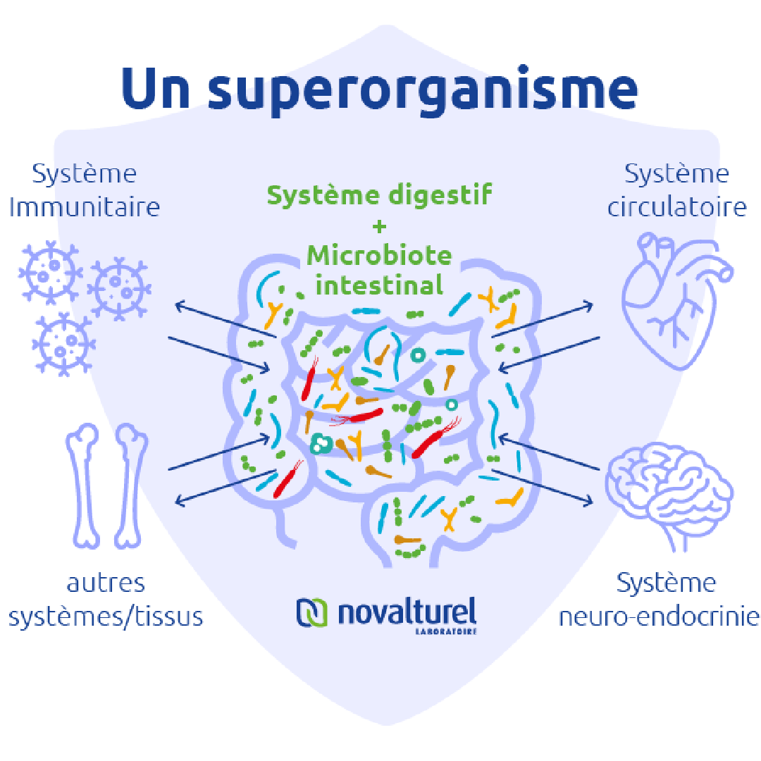 probiotiques-microbiotiques-vs-troubles-intestinaux-et-dysbiose