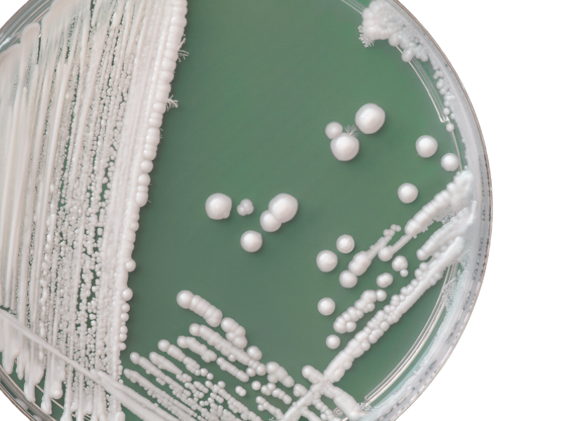 candida albican