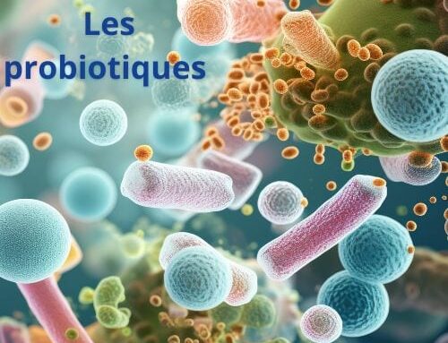 Probiotiques pour la flore intestinale