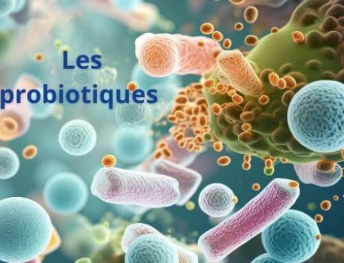 Probiotiques pour la flore intestinale