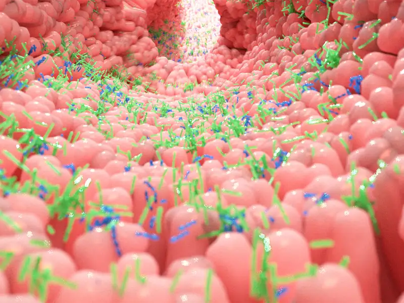 diarrhee antibiotiques dysbiose troubles digestifs novaltransit normal probiotiques novalturel