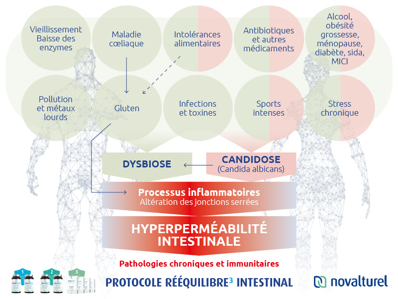 Perméabilité Intestinale - Traitement Naturel - NOVALTUREL