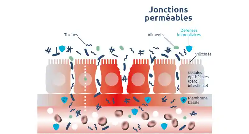 troubles intestinaux digestifs permeabilite-intestinale-equilibre-intestinal-jonctions-serrees - novalturel