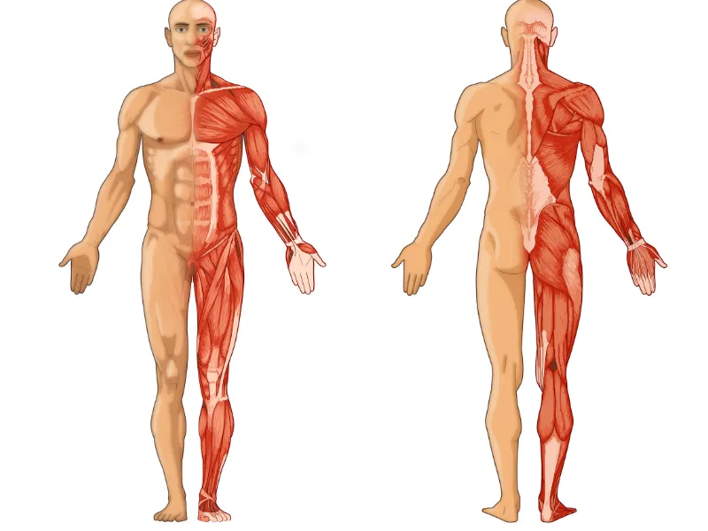 microlesion-hypoxie-musculation-seniors-force-sante-articulaire-novalturel