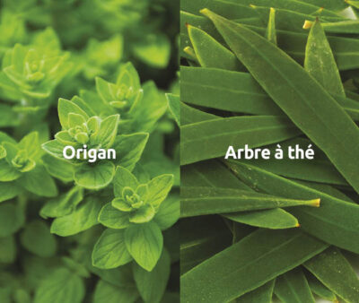 novalclean-origan-arbre-a-the-anti-infectieux-intestinal-novalturel novalclean