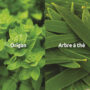 novalclean-origan-arbre-a-the-anti-infectieux-intestinal-novalturel novalclean