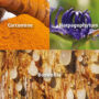 novalfen-antalgique-anti-inflammatoire-naturel-harpagophytum-curcumine-boswellia-novalturel novalflen-antalgique-anti-inflammatoire-naturel-harpagophytum-curcumine-boswellia-novalturel