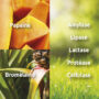 novalflam-digestion-confort-intestinal-papaine-novalturel novalflam