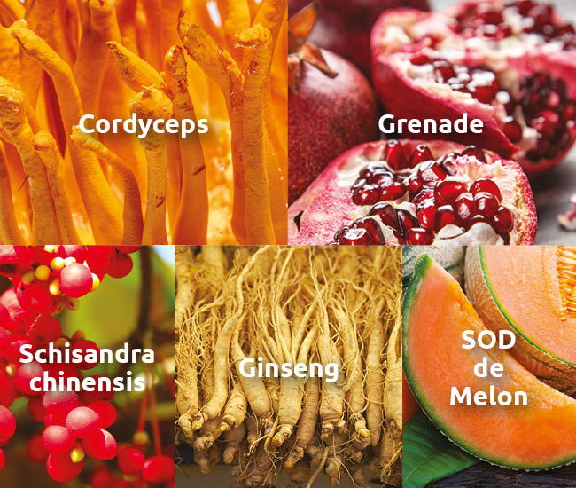 novalflorm-anti-fatigue-vitalite-cordyceps-grenade-ginseng-melon-schisandra-novalturel