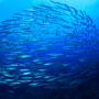 novalomega-omega-3-cerveau-vision-coeur-pre-post-natal-novalturel novalmega-omega-3-cerveau-vision-cœur-pre-post-natal-novalturel