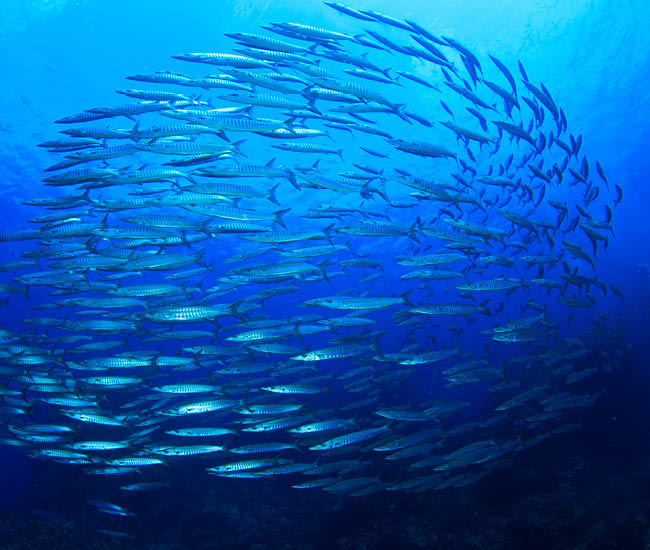 novalmega-omega-3-cerveau-vision-cœur-pre-post-natal-novalturel
