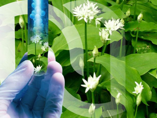 candidose durée traitement-ail-des-ours propriétés-antimicrobien-digestion-candidose-