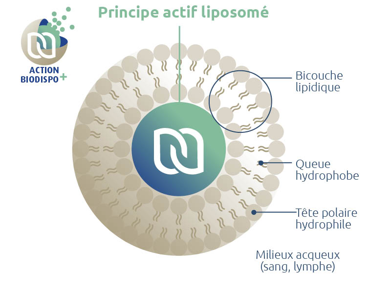 principe-actif-liposome-biodispo